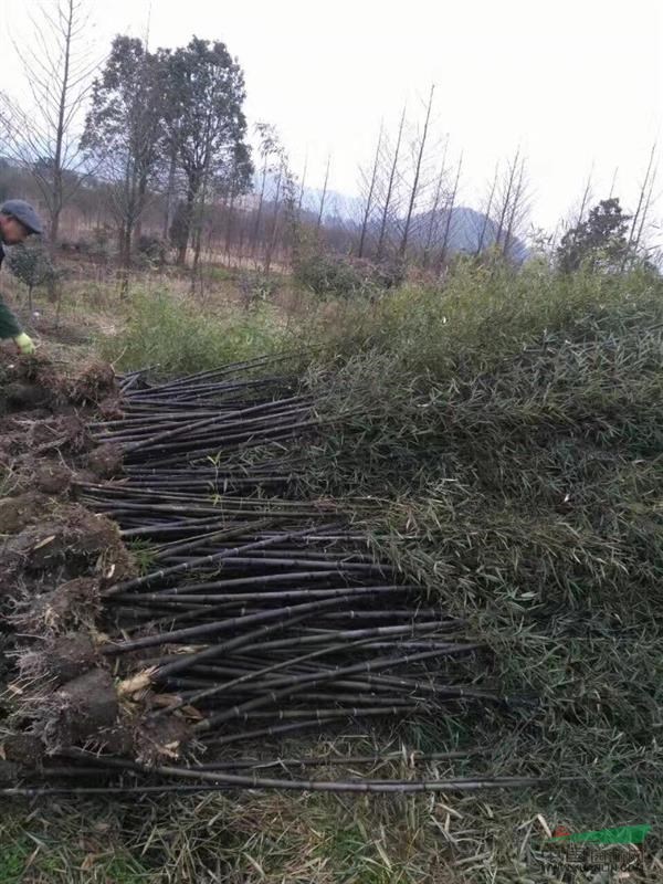 浙江地區(qū)供應淡竹紫竹金鑲玉竹早園竹龜甲竹香妃竹等竹子