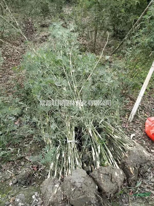 鳳尾竹，成都鳳尾竹報(bào)價(jià)，四川成都鳳尾竹