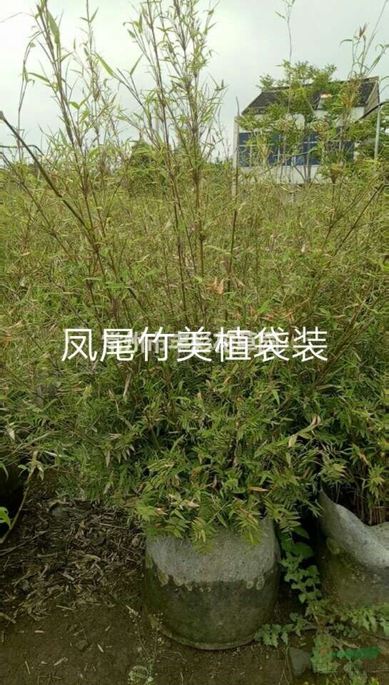 江蘇供應(yīng)鳳尾竹美植袋裝