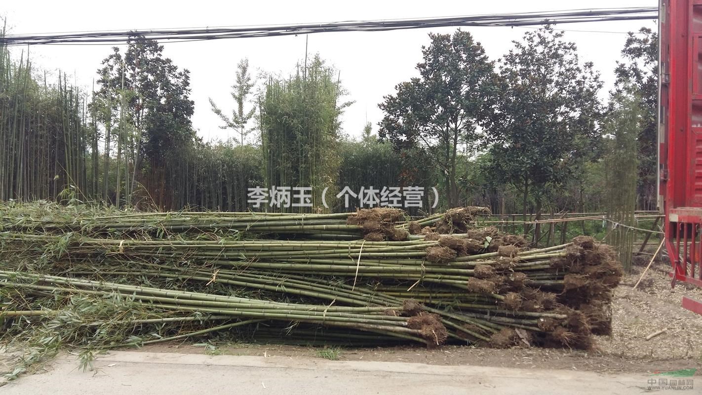 成都剛竹批發(fā)基地.出售2-3公分剛竹.竹類種植基地