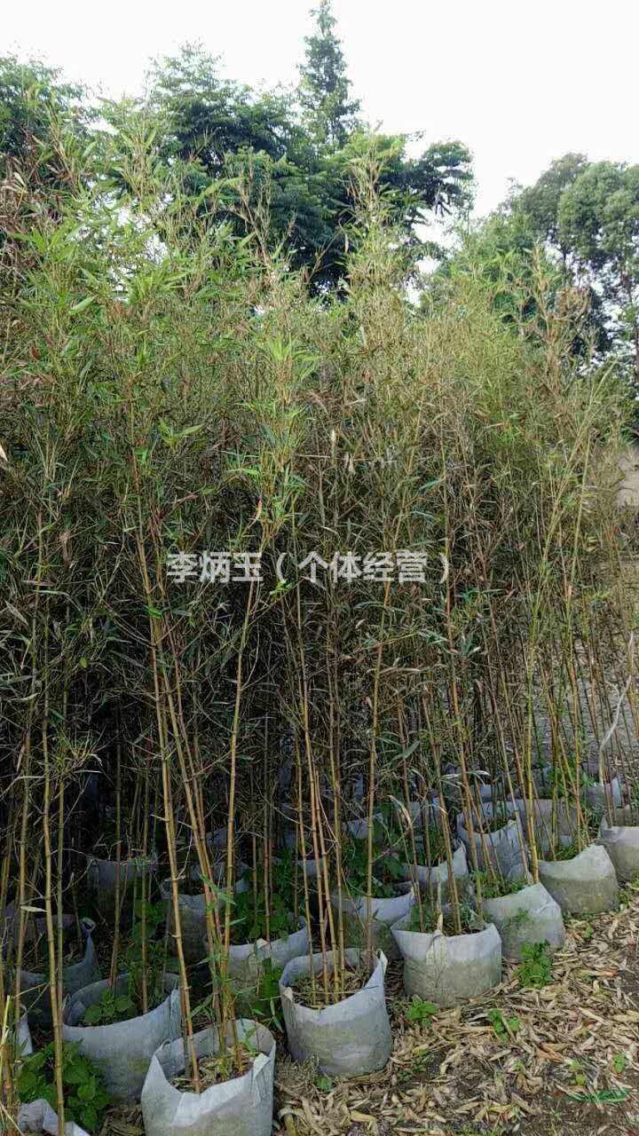 2公分的金鑲玉竹價格.四川哪里有金鑲玉竹出售，竹子種植基地