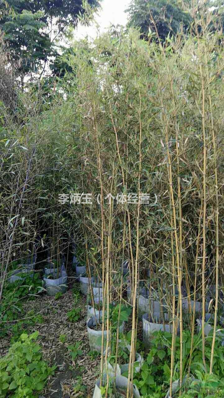 2公分的金鑲玉竹價格.四川哪里有金鑲玉竹出售，竹子種植基地