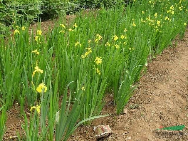 河北黃菖蒲 黃菖蒲基地 黃菖蒲價(jià)格