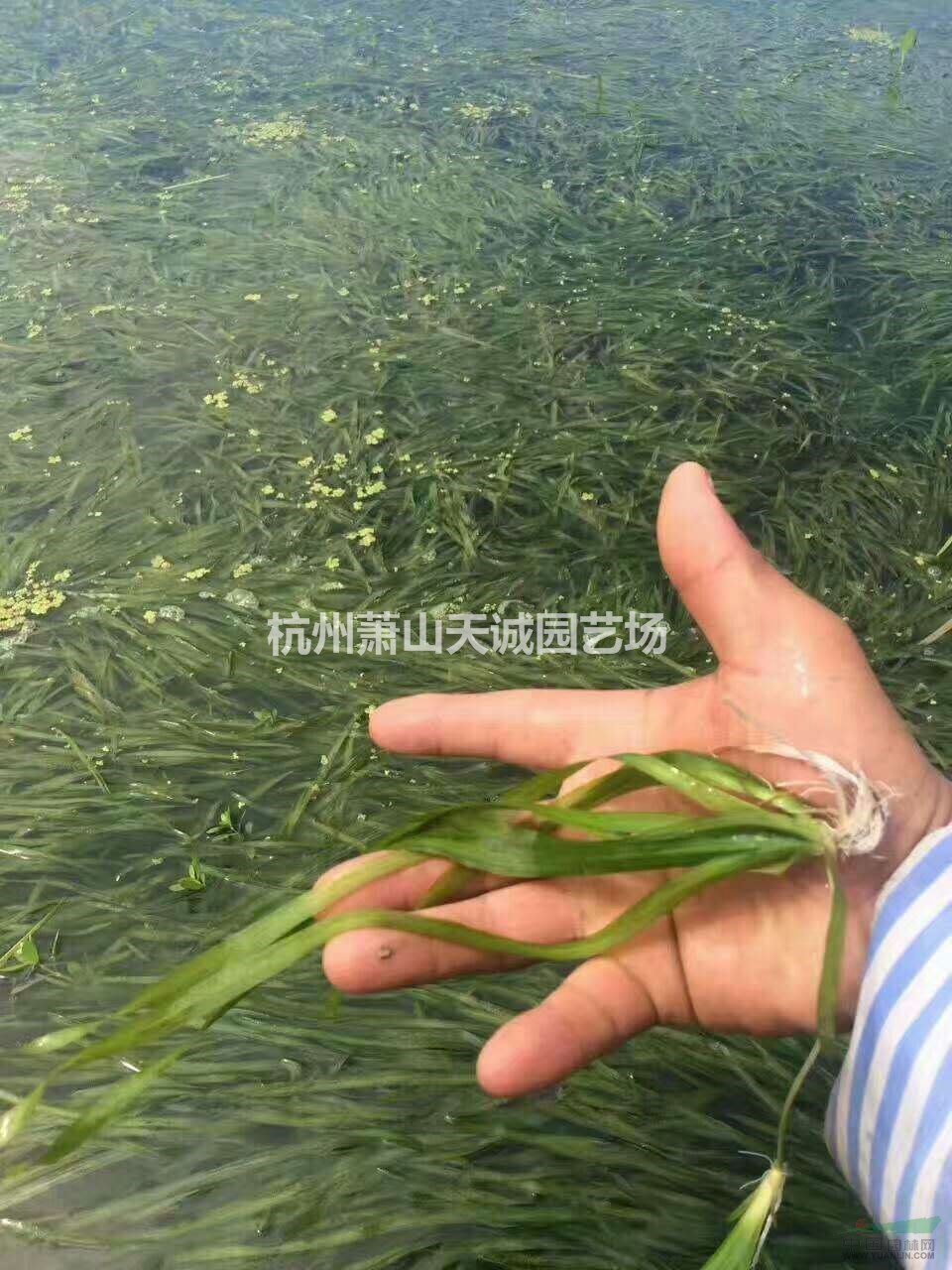 梭魚草（海壽花）/燈芯草（燈心草）/苦草大量供應(yīng)