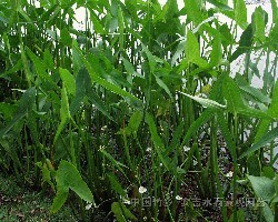 水生植物(各類菖蒲、各類水蔥、花葉蘆竹、慈姑、海芋、金魚藻、三白草、姜花)