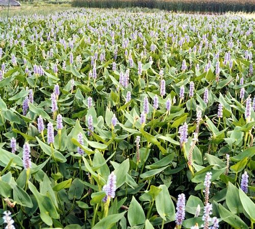 燈心草、澤瀉、海壽花