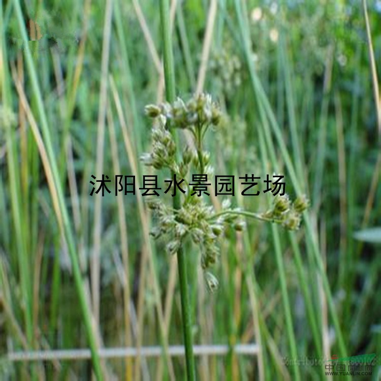 江蘇燈芯草 燈心草大量批發(fā)、藺草、龍須草 綠化苗木 燈芯草苗