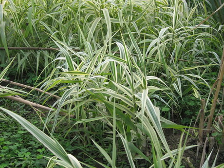 千屈菜、花葉蘆竹