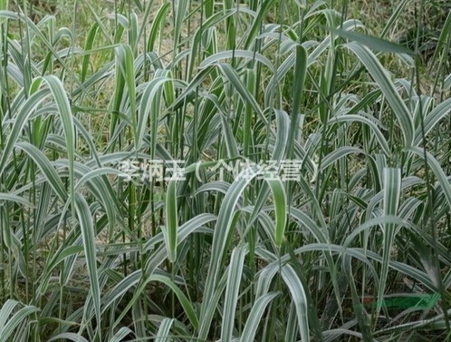 水生植物花葉蘆竹基地出售.花葉蘆竹價格及圖片