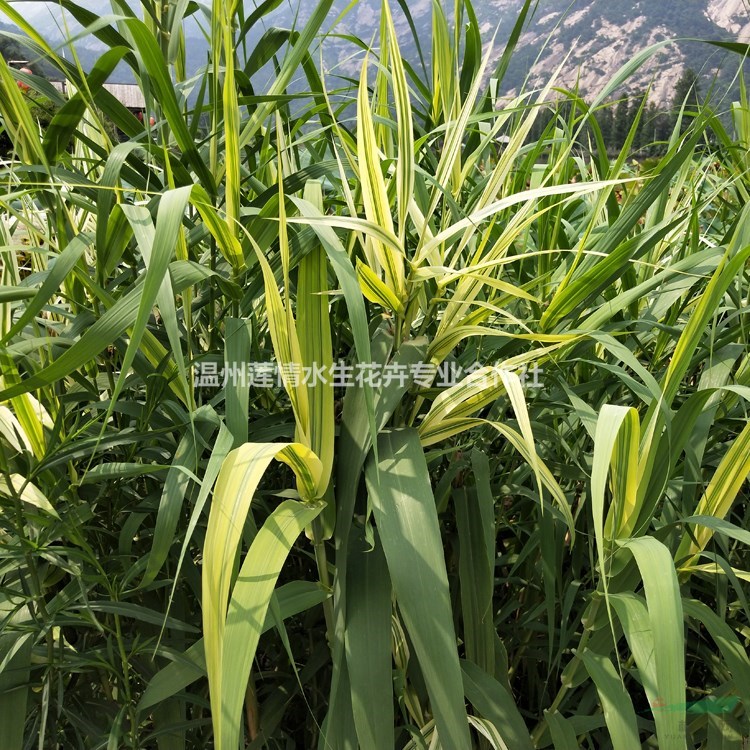 供應(yīng)花葉蘆竹 斑葉蘆竹 彩葉蘆竹溫州蓮情基地直供量大價優(yōu)