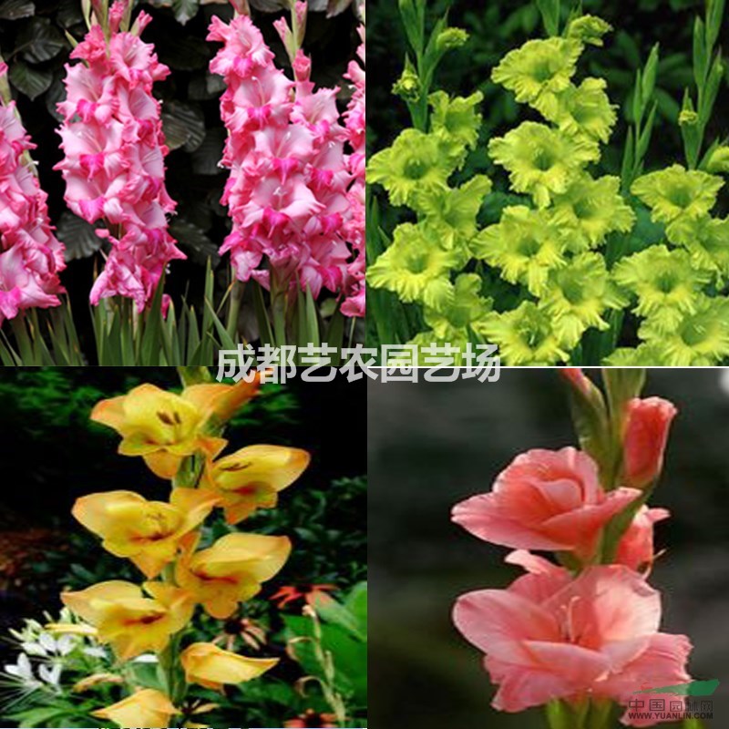 水生花葉蘆竹價格花葉蘆竹基地價格山東花葉蘆竹產(chǎn)地直供價格