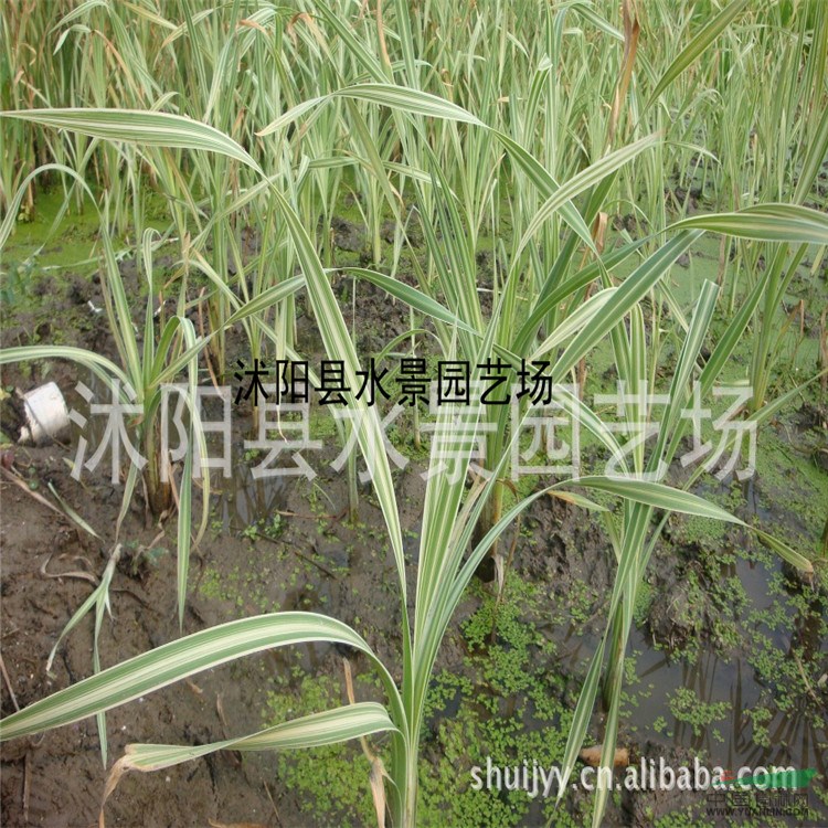 江蘇花葉蘆竹 花葉蘆竹大量批發(fā) 花葉蘆竹苗 花葉蘆竹價(jià)格