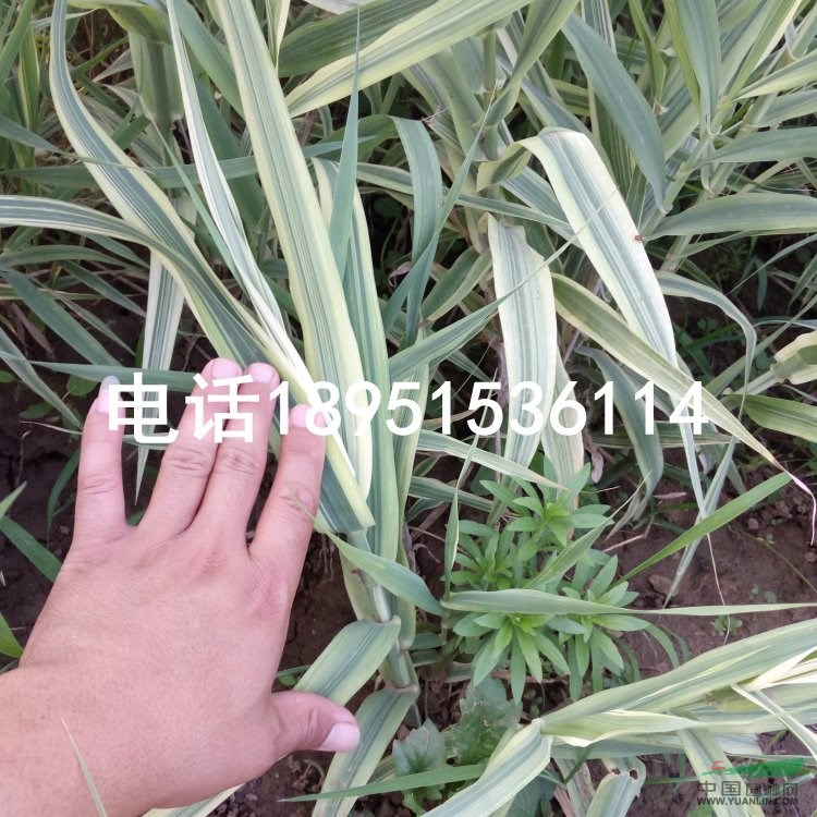 花葉蘆竹 別名 斑葉蘆竹 彩葉蘆竹 水生植物苗圃價(jià)格