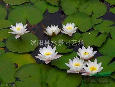 供應(yīng)睡蓮、荷花、盆栽   大量售賣