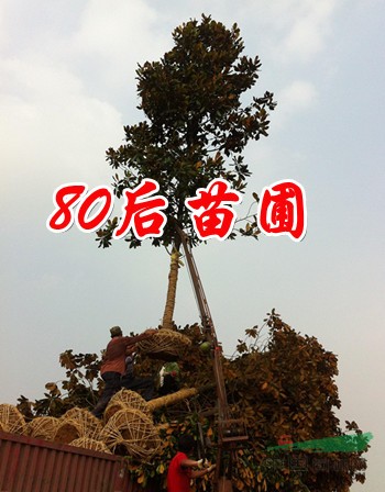 廣玉蘭價(jià)格 荷花玉蘭價(jià)格 2014廣玉蘭價(jià)格報(bào)價(jià)表