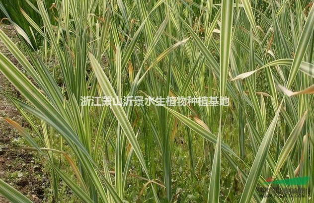 水生植物大量供應(yīng)，荷花，睡蓮，常綠水生鳶尾，再力花，水蔥，