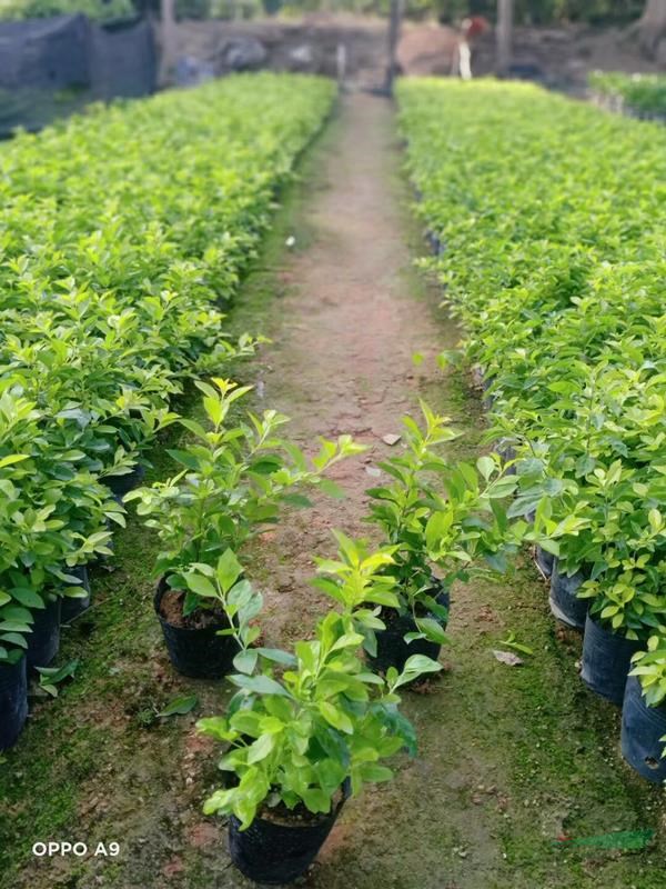 紫花蘆莉價(jià)格 福建紫花蘆莉 紫花蘆莉基地 自產(chǎn)自銷 地被