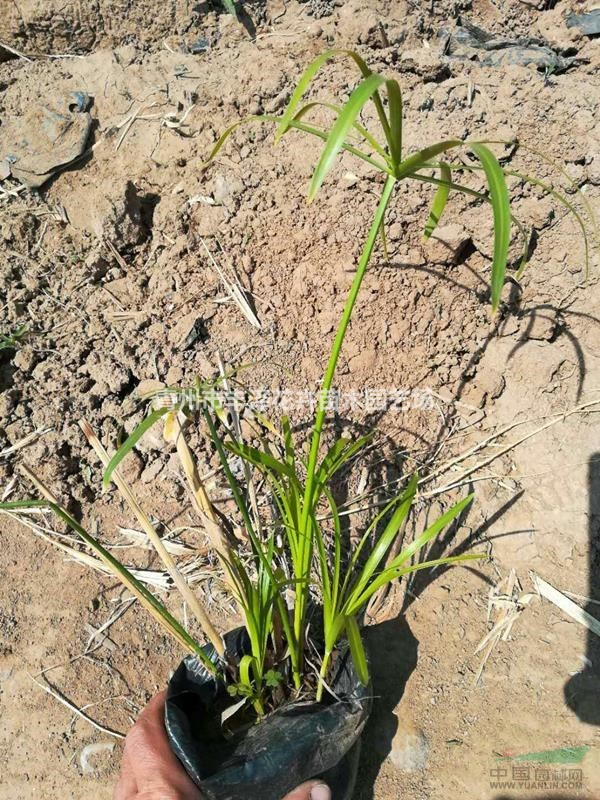 水生植物旱傘草種植基地，旱傘草價格供應(yīng)