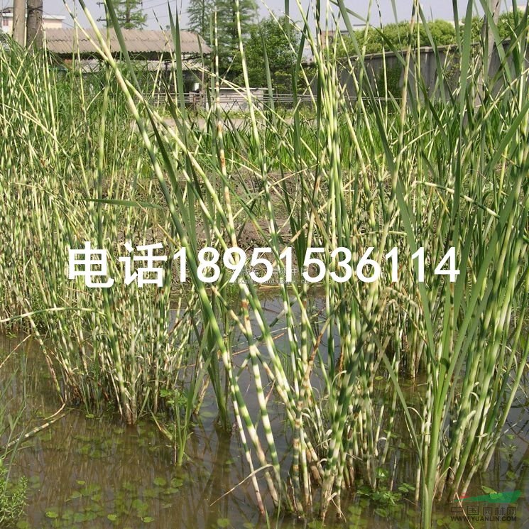 花葉水蔥 別名 管子草 莞蒲 沖天草 水生植物苗圃直銷