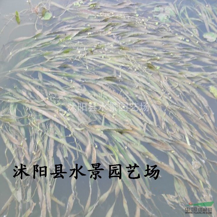 江蘇苦草 黑藻 落葉黑藻 金魚藻 苦草價格 水生植物大量批發(fā)