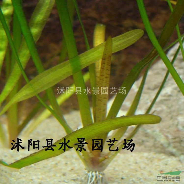 江蘇苦草 黑藻 落葉黑藻 金魚藻 苦草價格 水生植物大量批發(fā)