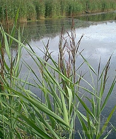 蘆葦根及及介紹,水蔥,千屈菜,芡實(shí)