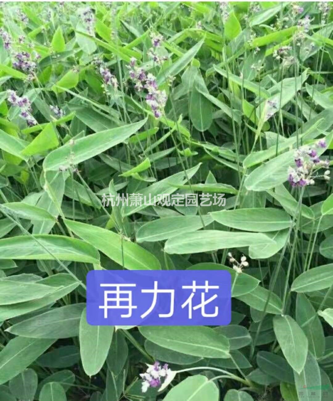 水生植物千屈菜、再力花、梭魚草