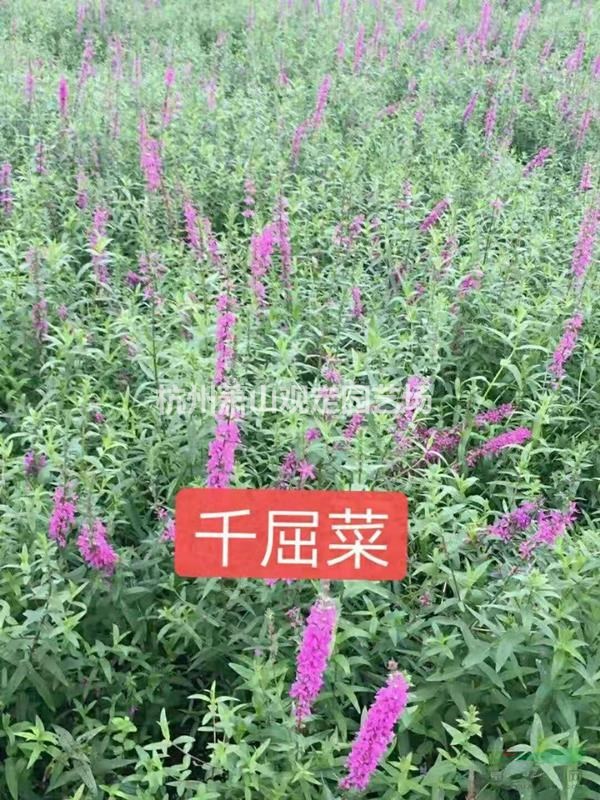 水生植物千屈菜、再力花、梭魚草