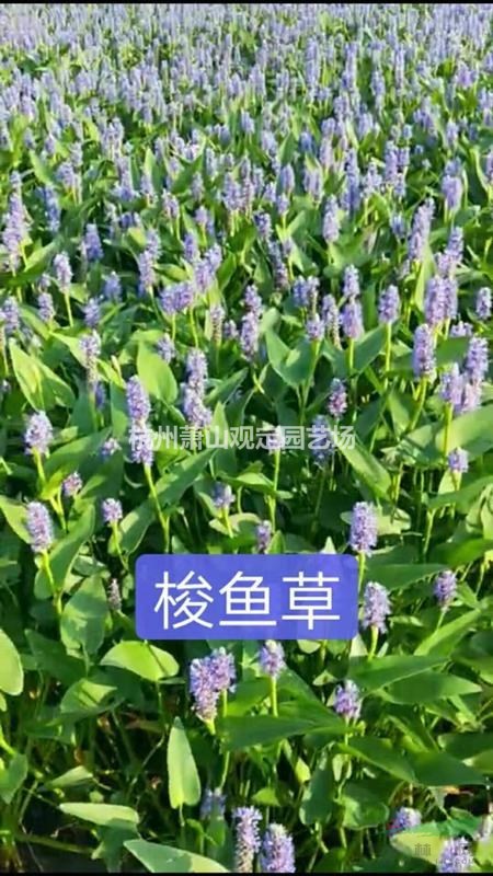 水生植物千屈菜、再力花、梭魚草