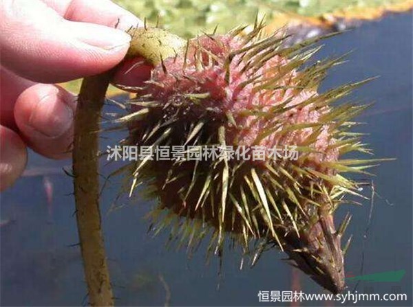 供應芡實、芡實苗價格、芡實圖片，芡實工程苗