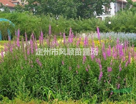 河北千屈菜 千屈菜價格 千屈菜基地