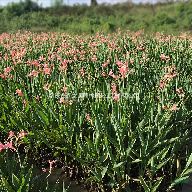  梭魚草水生植物基地價(jià)格 