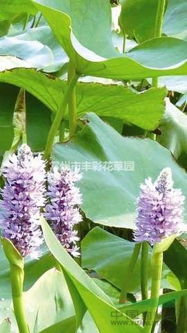 大小規(guī)格梭魚草基地