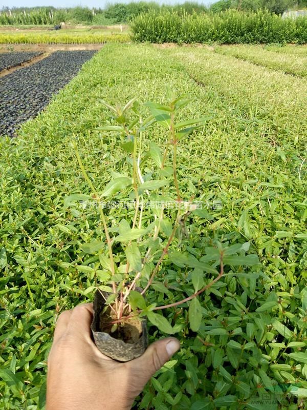 千屈菜價格千屈菜基地價格山東千屈菜產地價格全國發(fā)貨