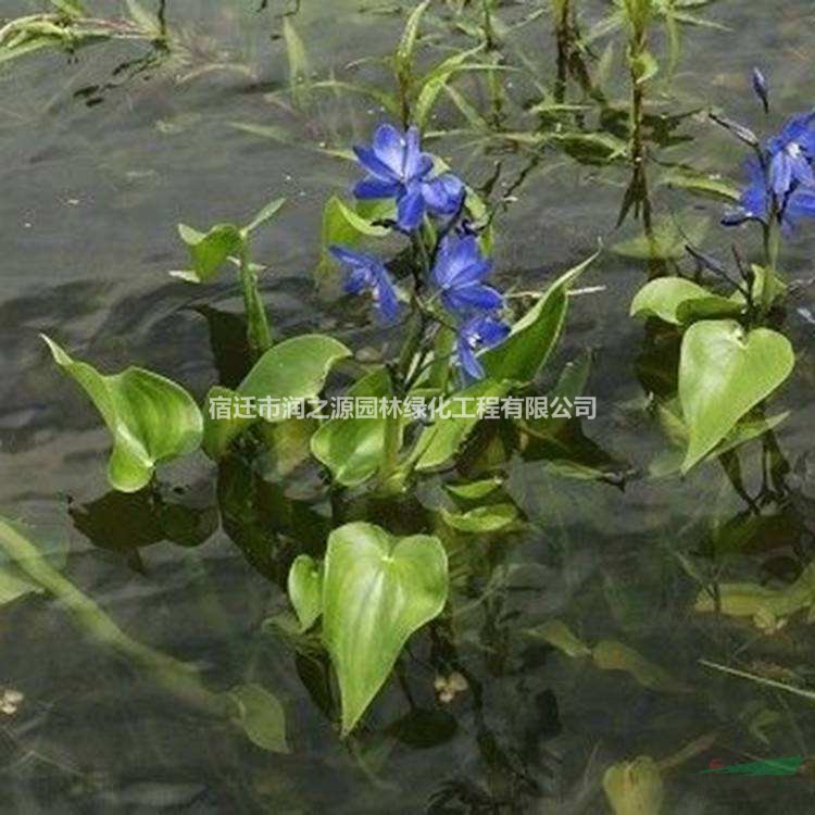 雨久花 睡蓮 碗蓮 鳳眼蓮水生植物哪里便宜 