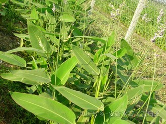 千屈菜、再力花、燈芯草、細(xì)葉莎草、紫芋、澤瀉等水生類植物