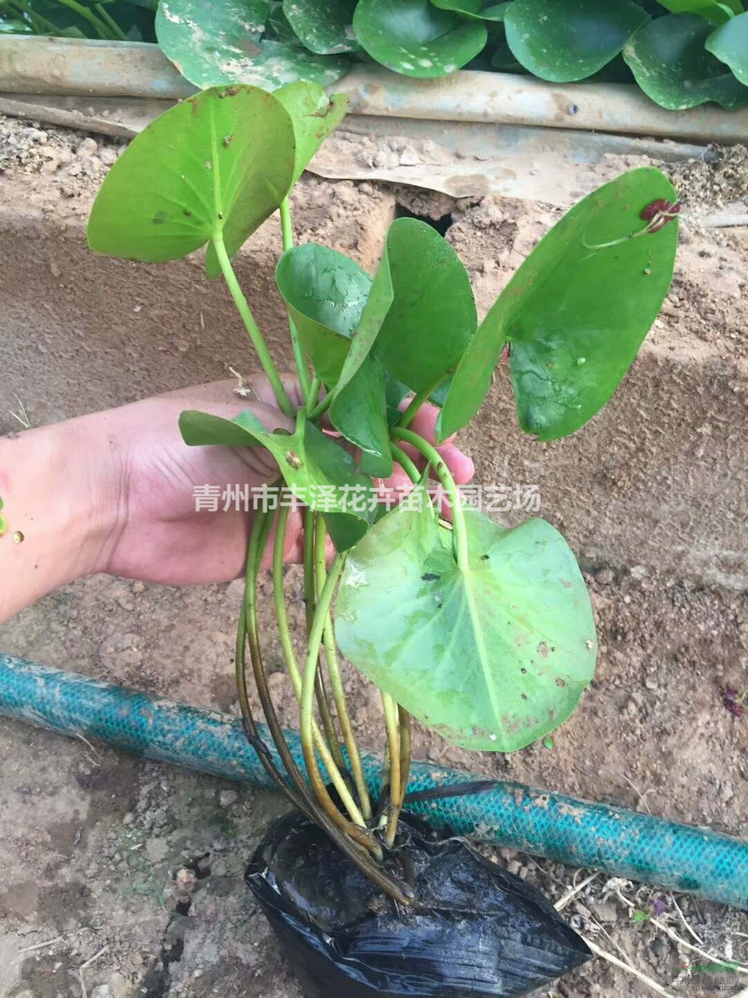 水生植物睡蓮種植基地，盆栽睡蓮供應(yīng)商