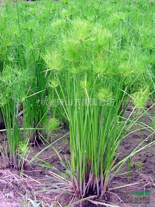 細(xì)葉莎草，又名香附子，雀頭香、草附子、水香棱、水莎