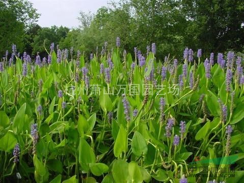 水生再力花，別名 水竹芋、水蓮蕉