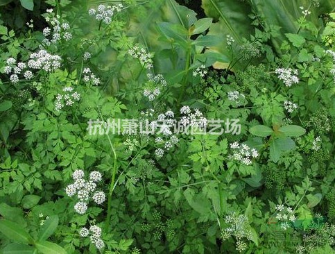 水芹，荇菜，水毛花（水芼花）大量水生植物批發(fā)