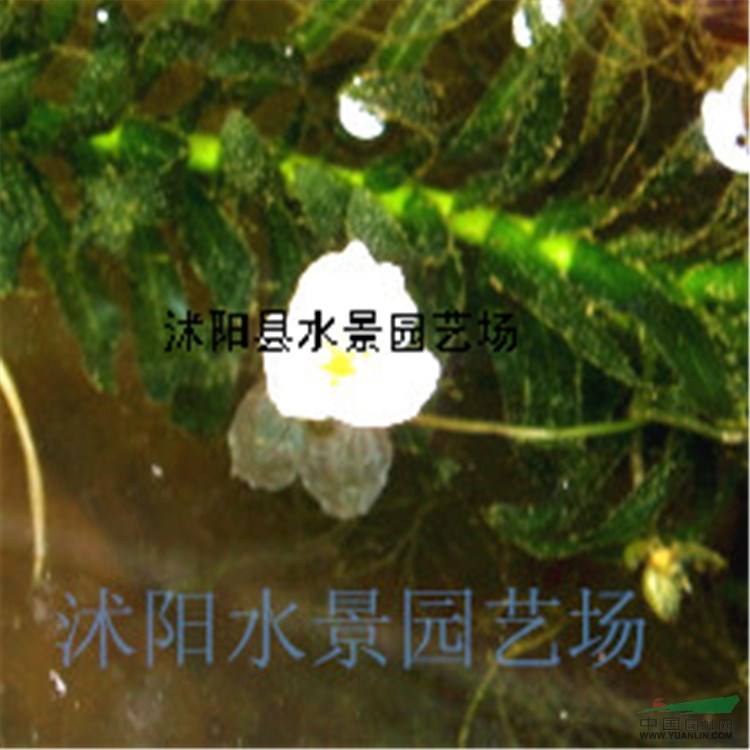 供應(yīng)水鱉 馬尿花 水鱉苗 沭陽水鱉基地