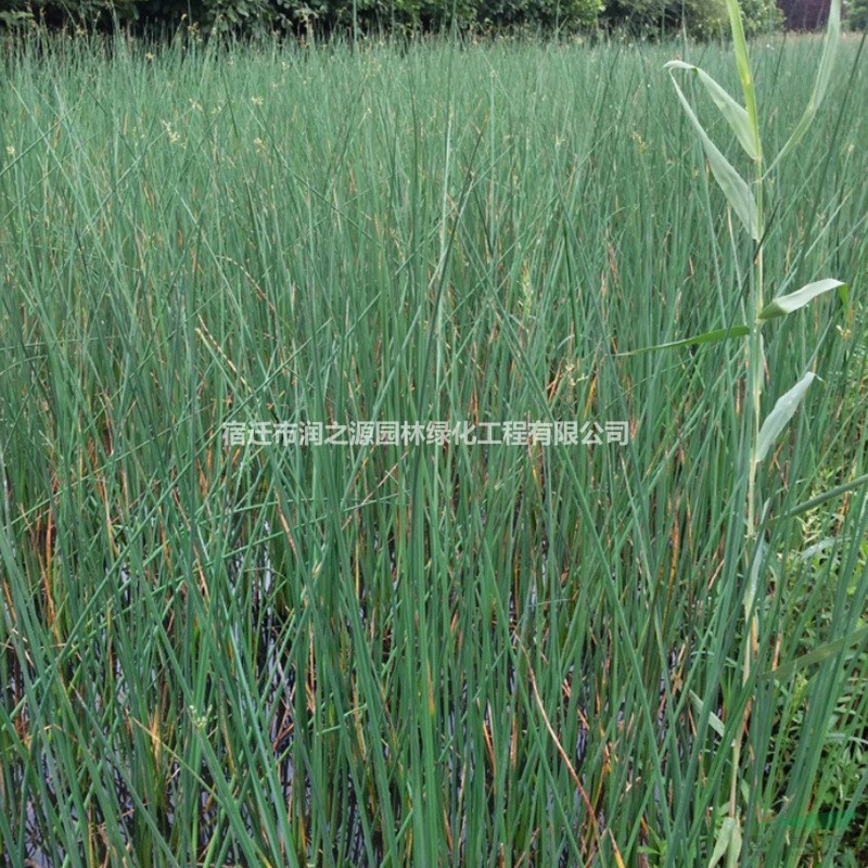 供應(yīng)水生植物水蔥-水蔥價格多少