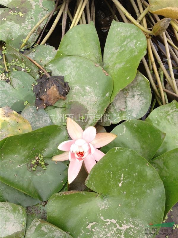 睡蓮，又稱子午蓮、水芹花 粉色睡蓮、野生睡蓮、矮睡蓮