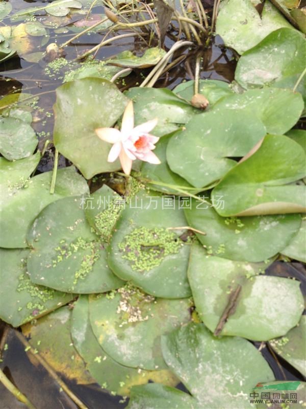 睡蓮，又稱子午蓮、水芹花 粉色睡蓮、野生睡蓮、矮睡蓮