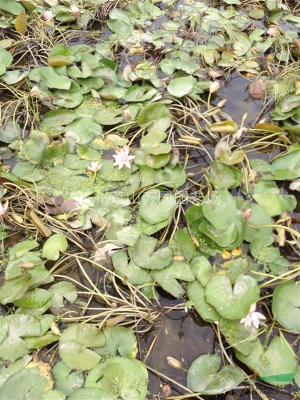 睡蓮，又稱子午蓮、水芹花 粉色睡蓮、野生睡蓮、矮睡蓮