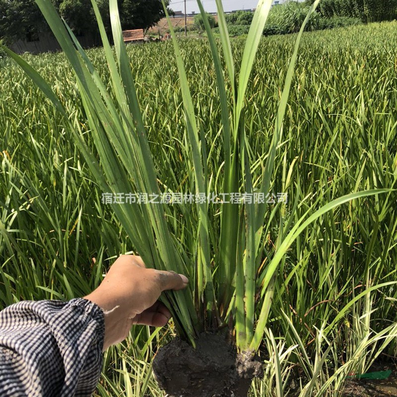 供應(yīng)水生植物水菖蒲-水菖蒲價(jià)格