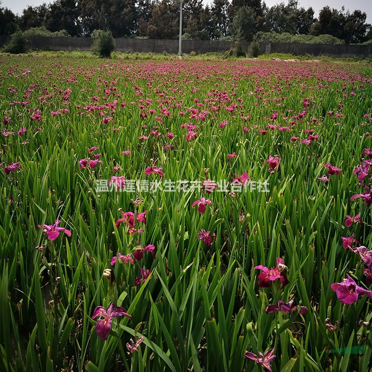 浙江溫州蓮情供應(yīng)常綠鳶尾 西伯利亞鳶尾 水生鳶尾 基地批發(fā)