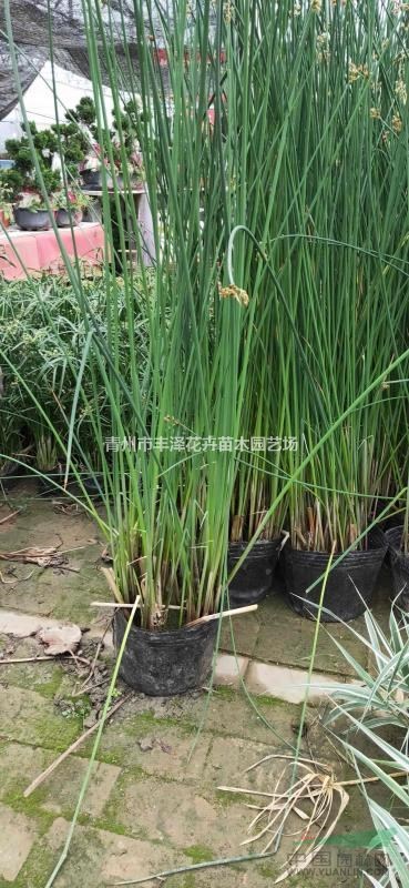 水生植物水蔥價格，水蔥基地