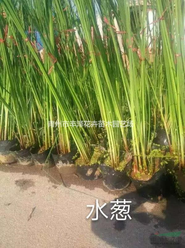 水生植物水蔥價格，水蔥基地