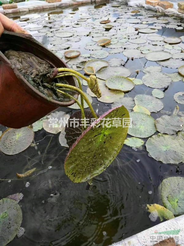 江蘇常州供應(yīng)大量王蓮 量大價(jià)優(yōu)